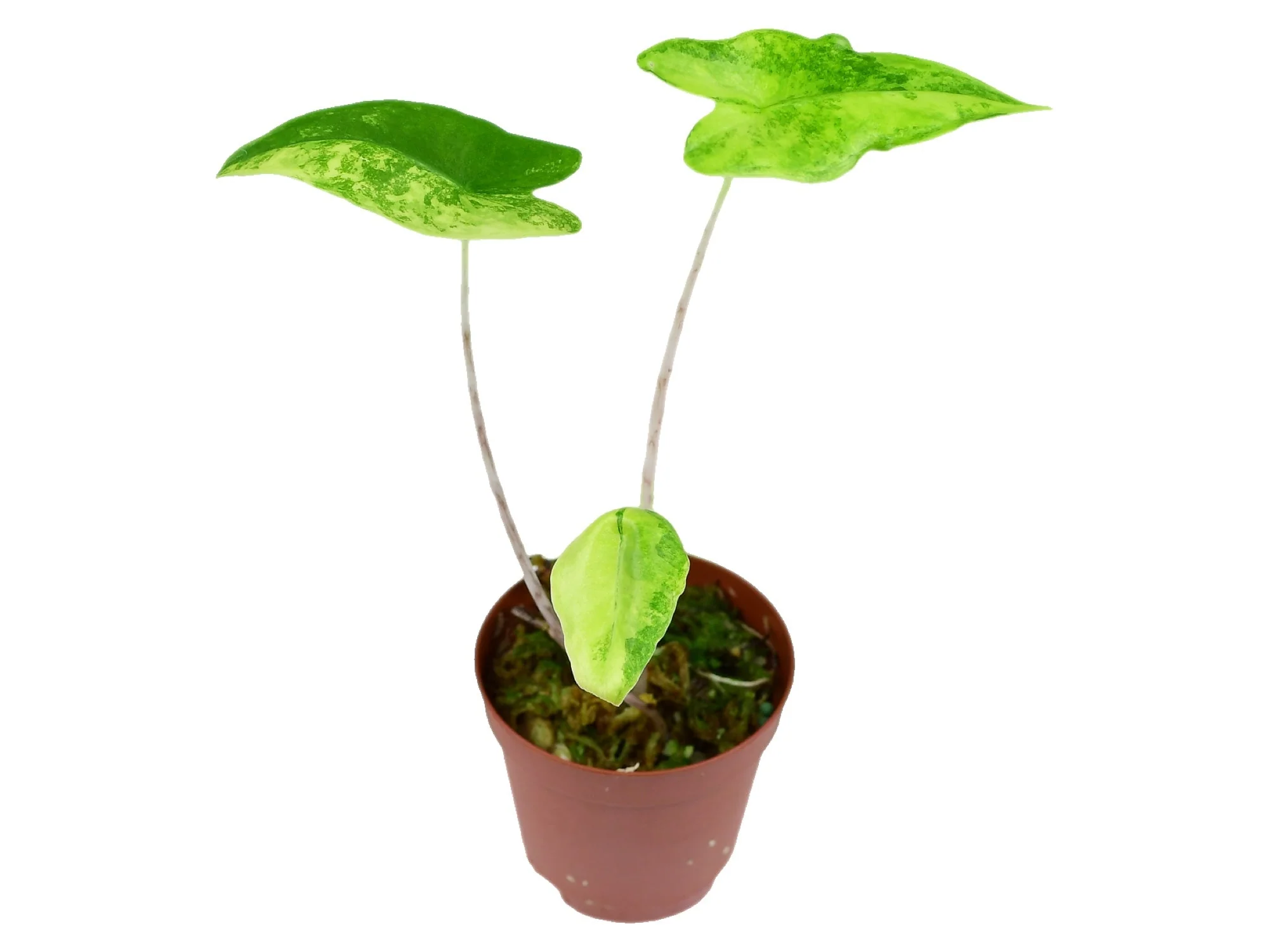 Produktbild 1