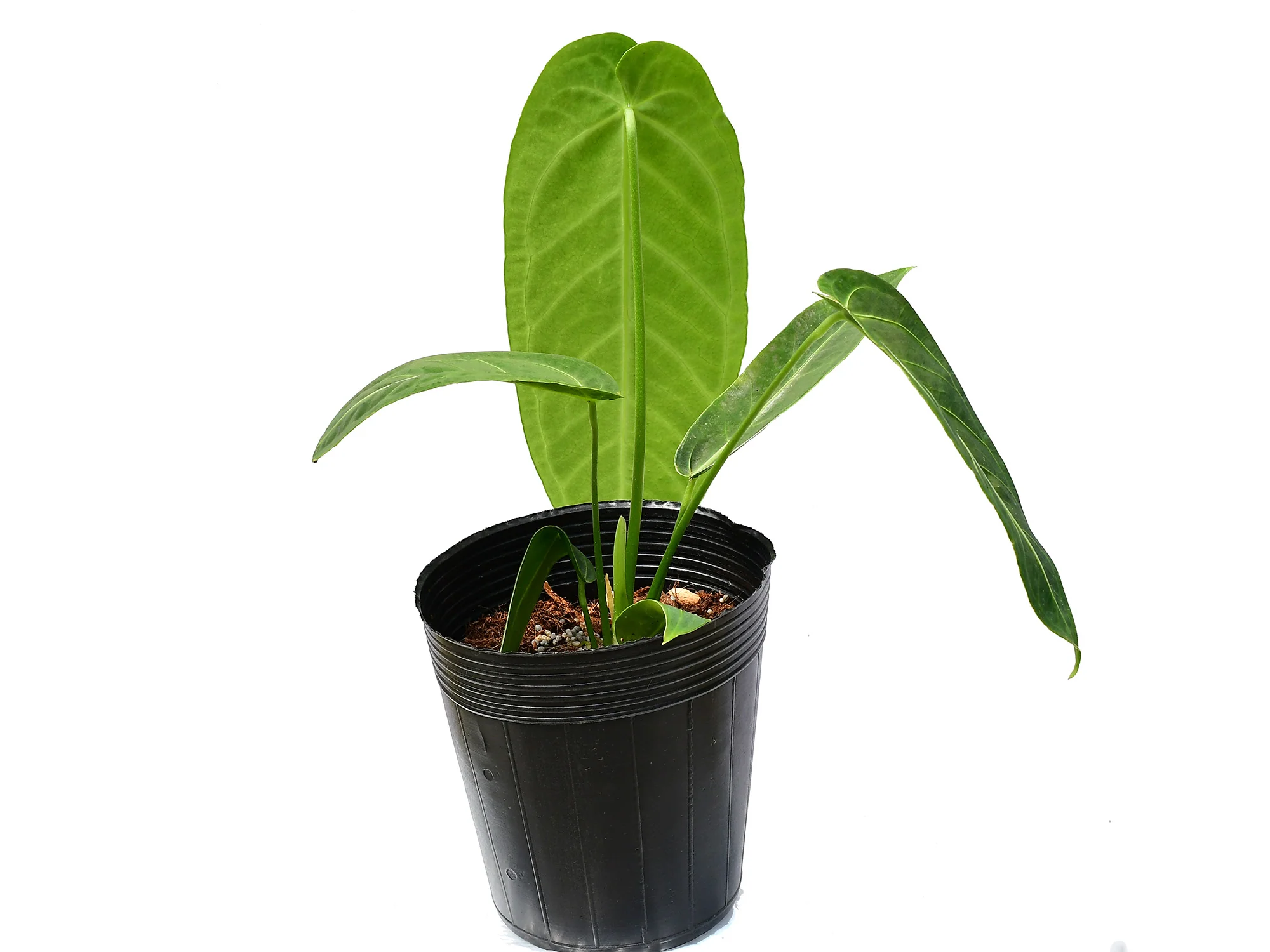 Produktbild 2