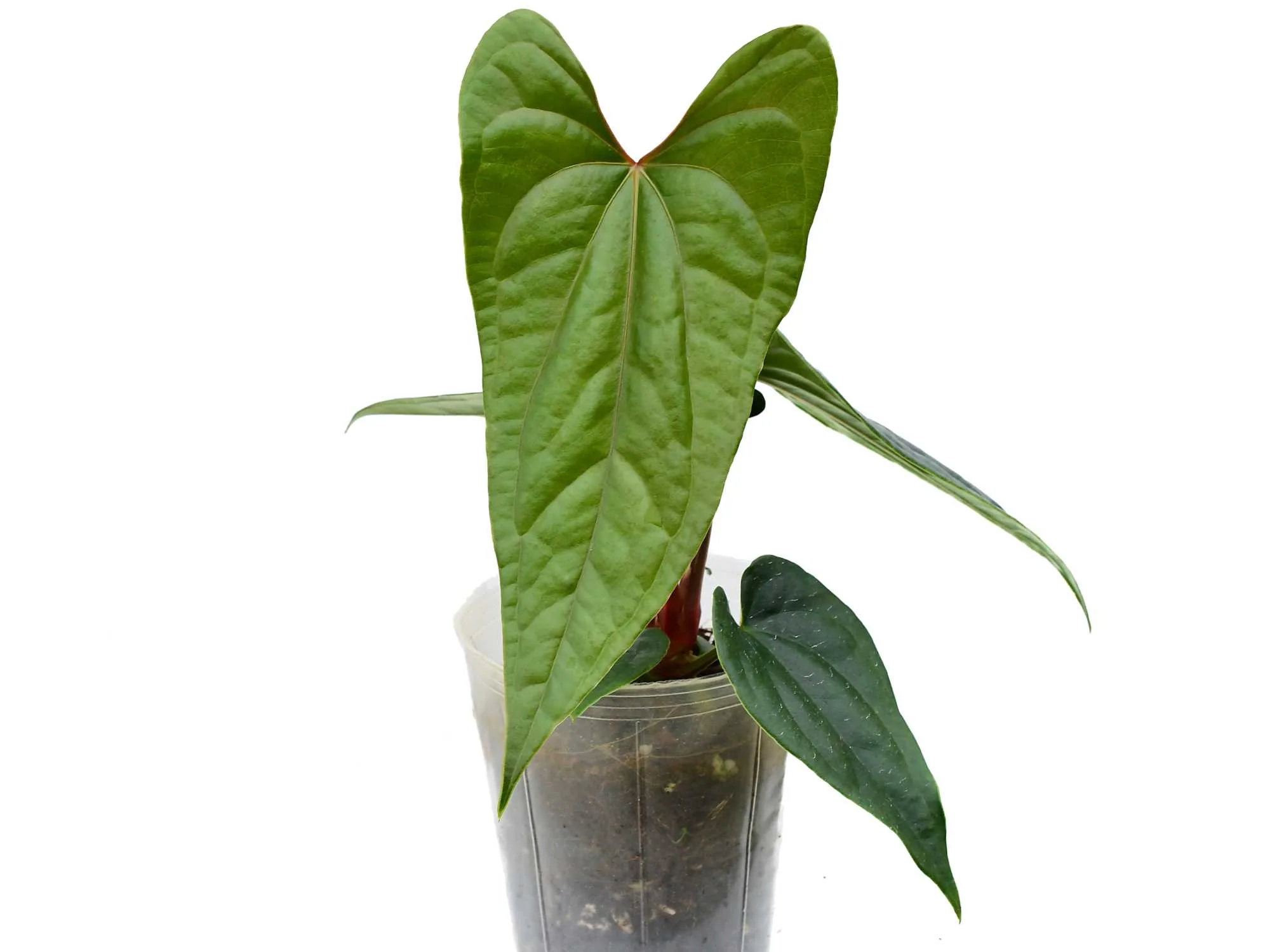 Produktbild 1