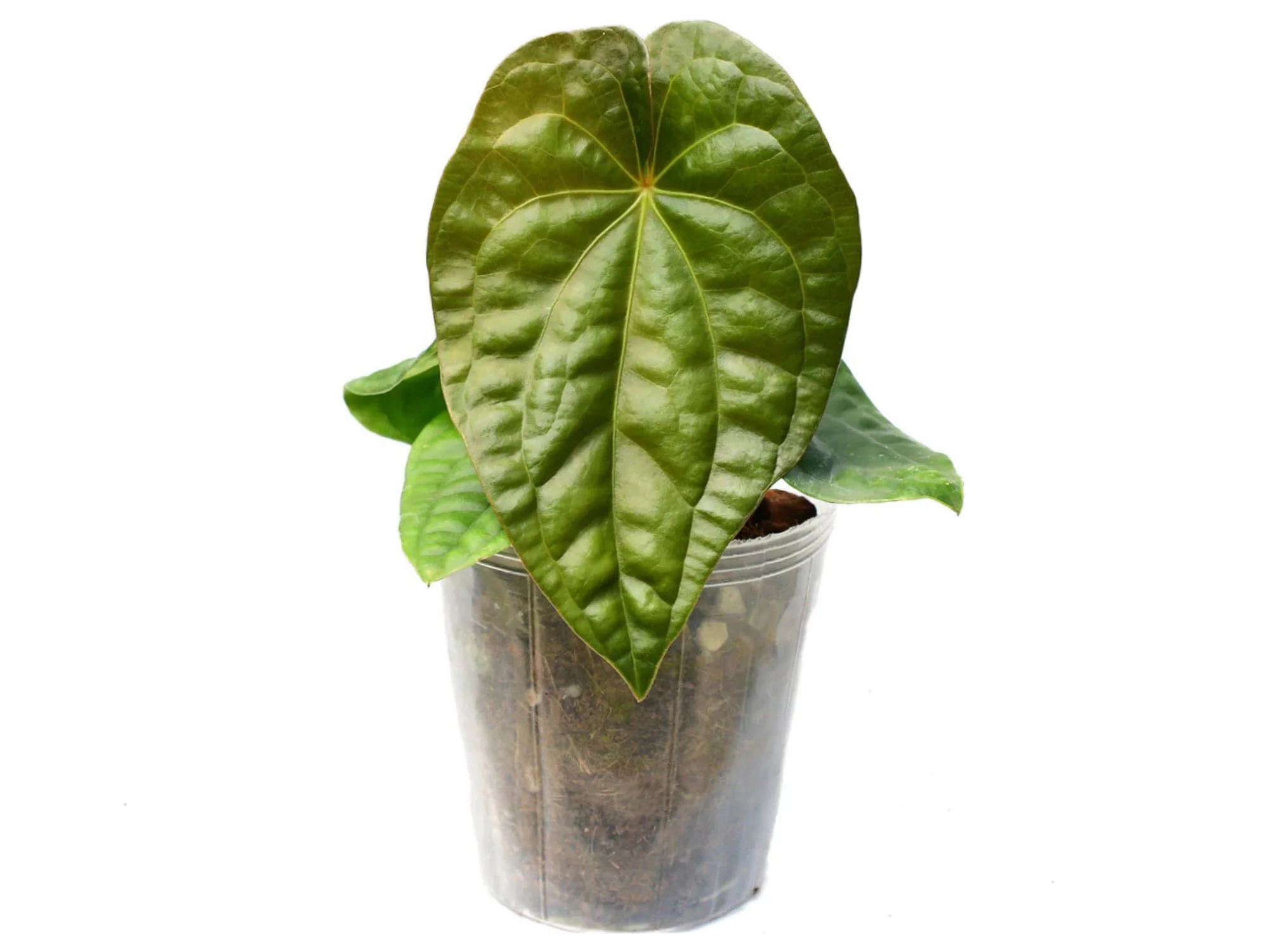 Produktbild 1