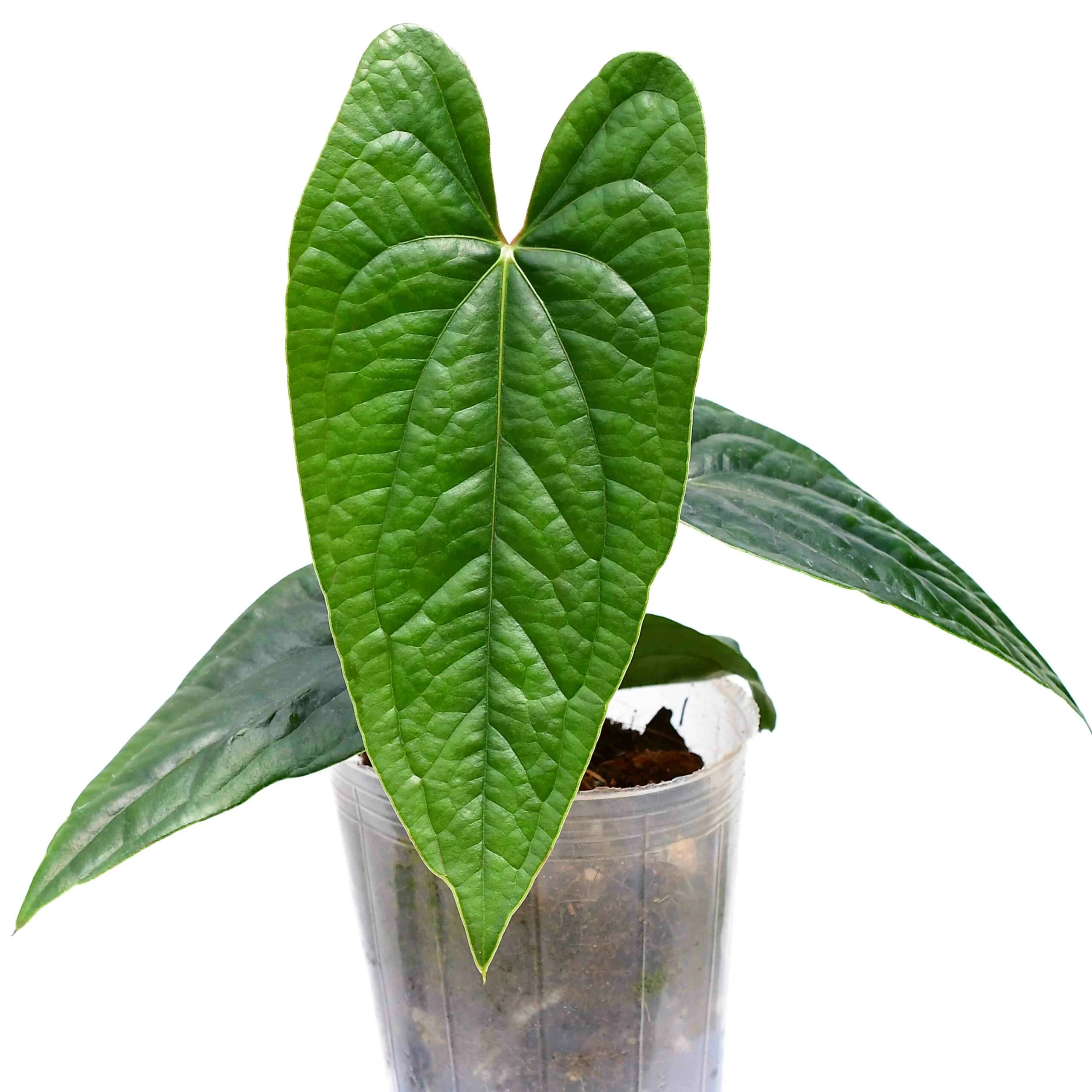 Produktbild 2