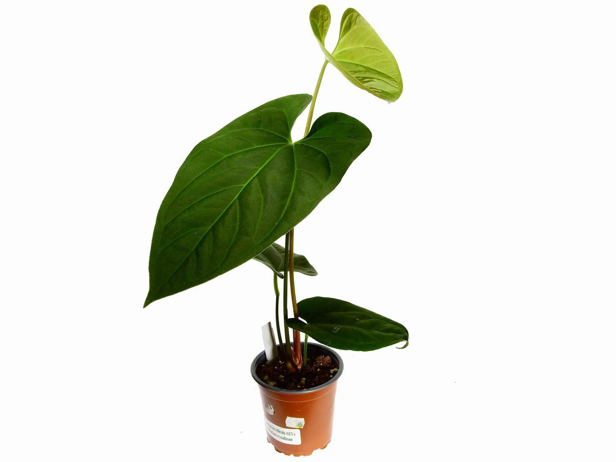Produktbild 1