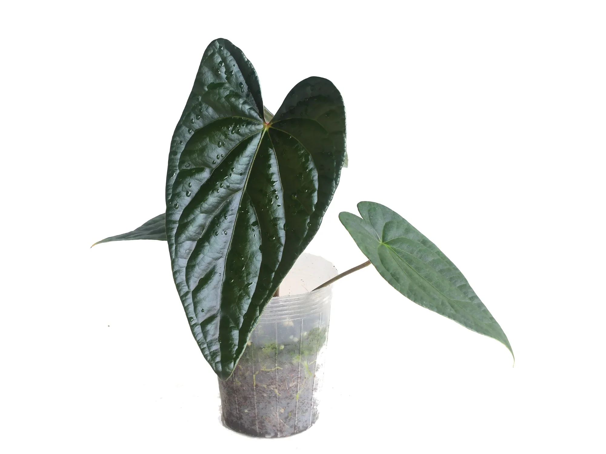 Produktbild 1
