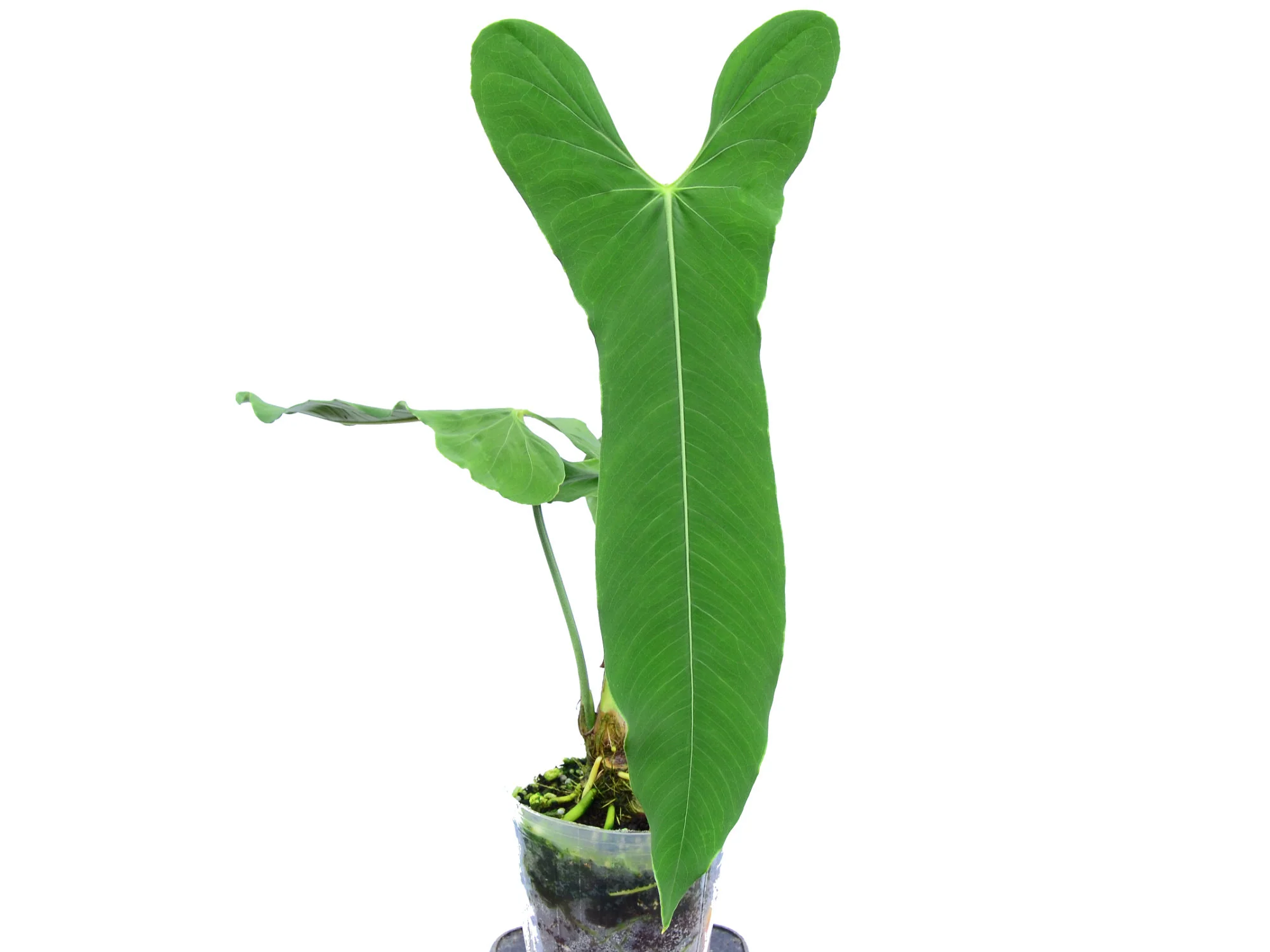 Produktbild 1