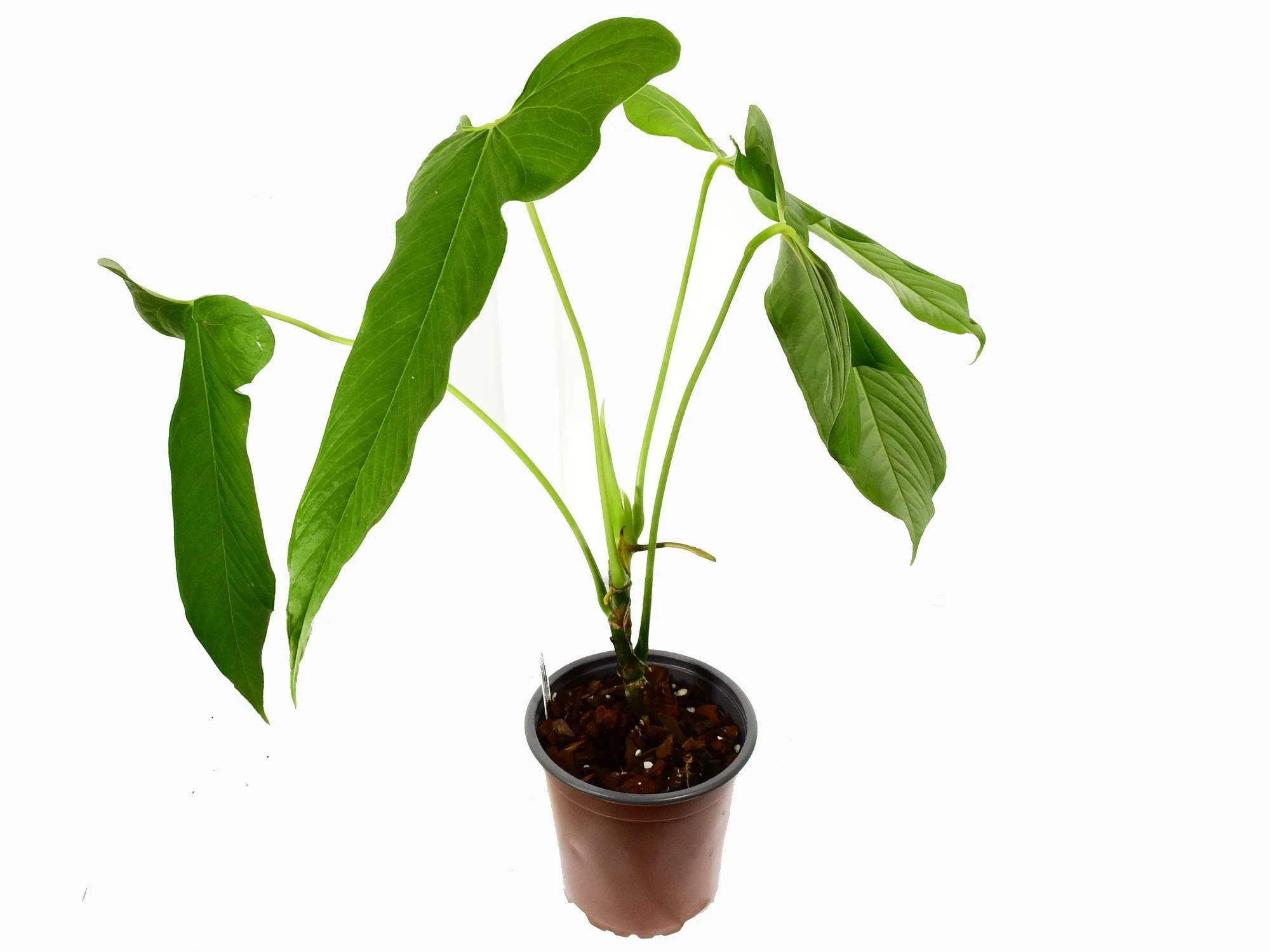 Produktbild 1