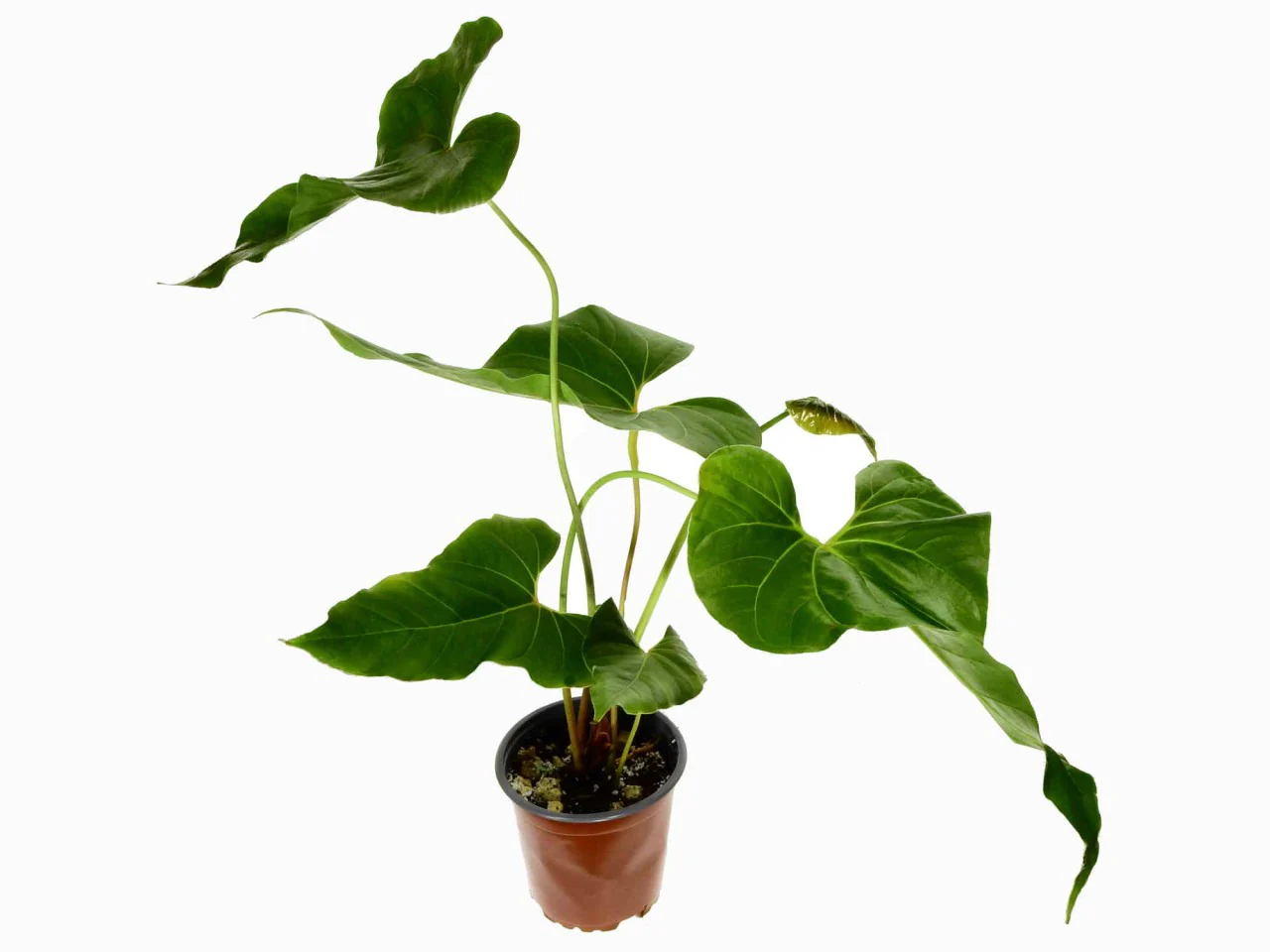 Produktbild 1