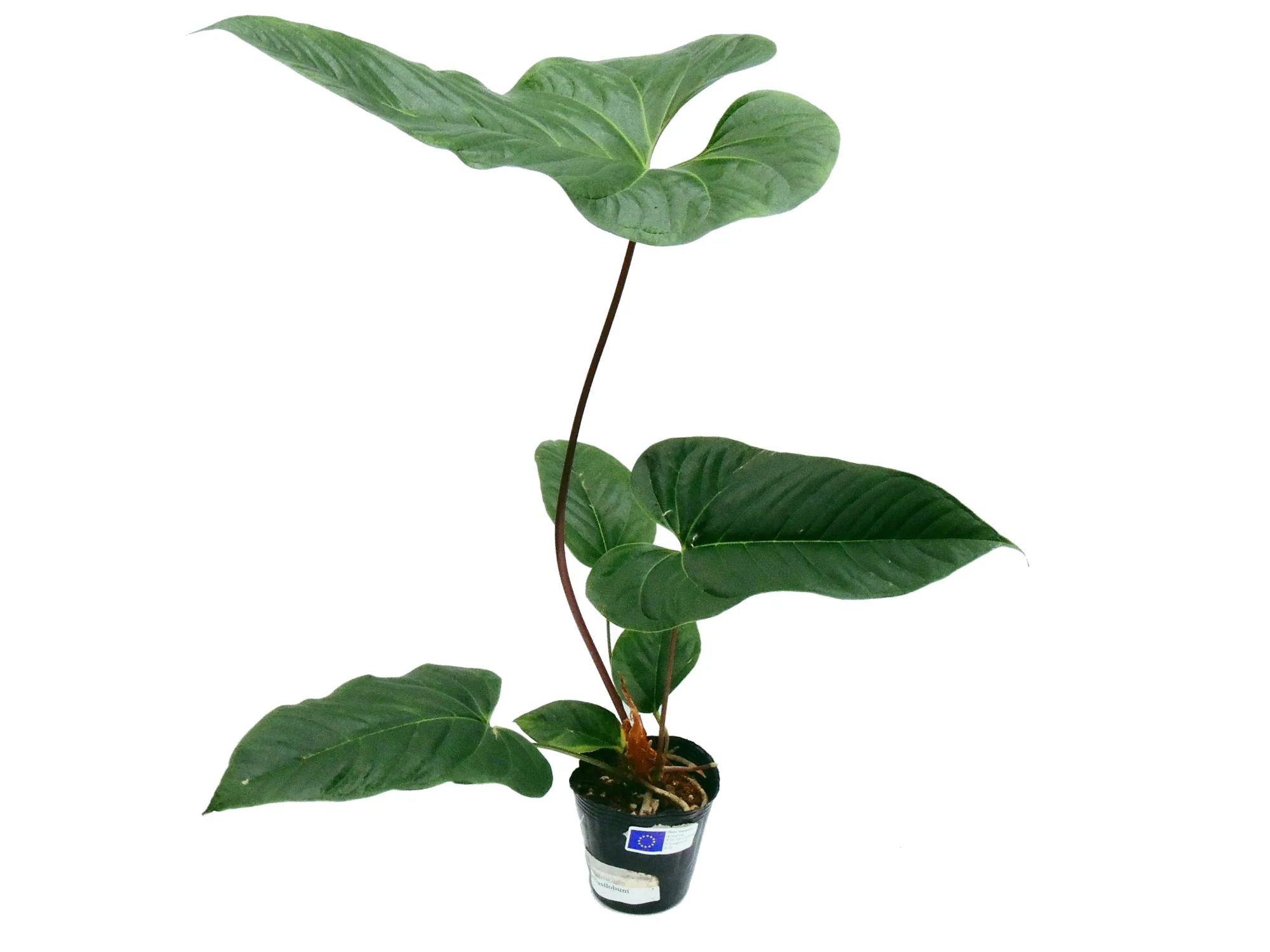 Produktbild 1