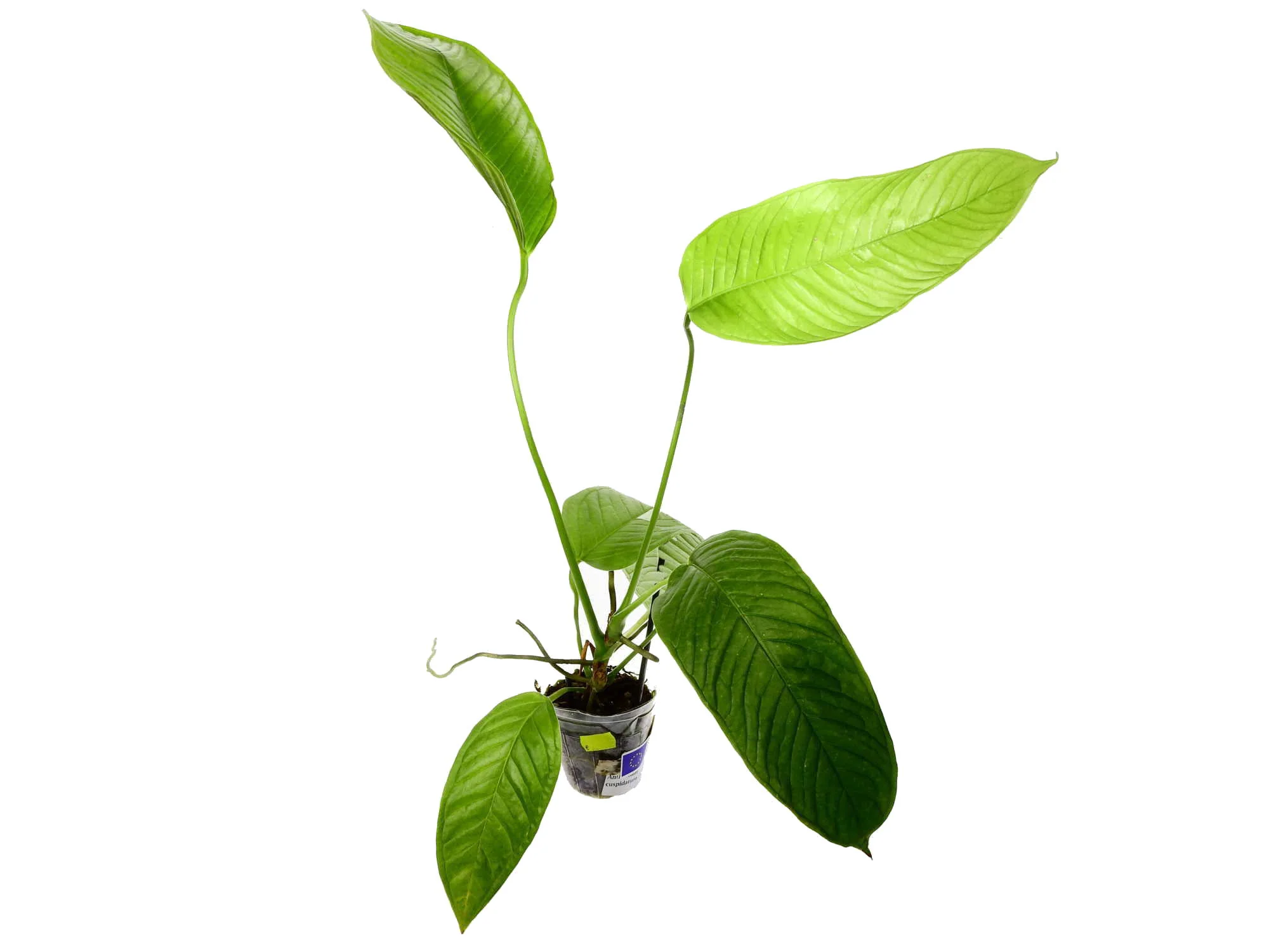 Produktbild 1