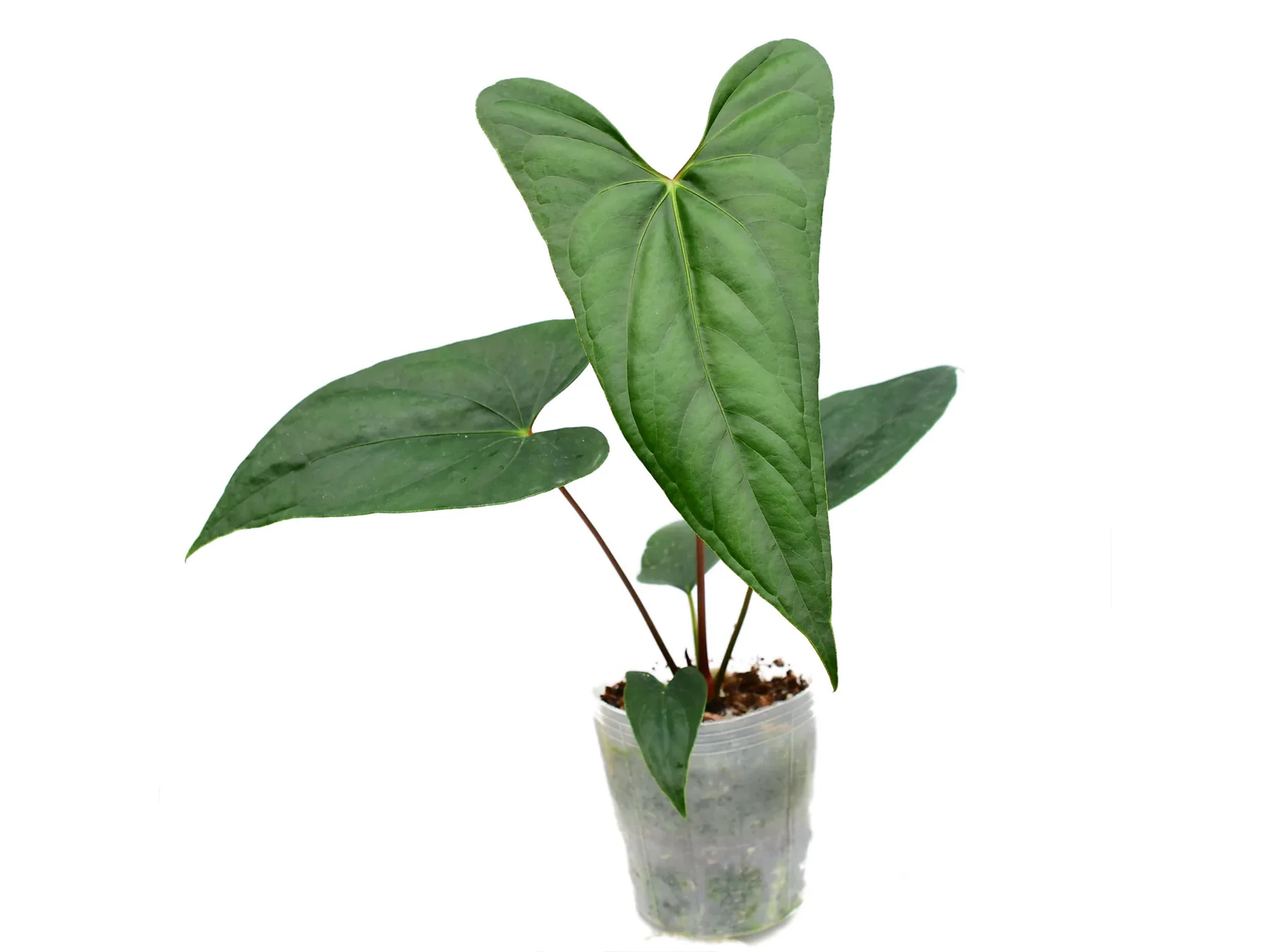 Produktbild 1