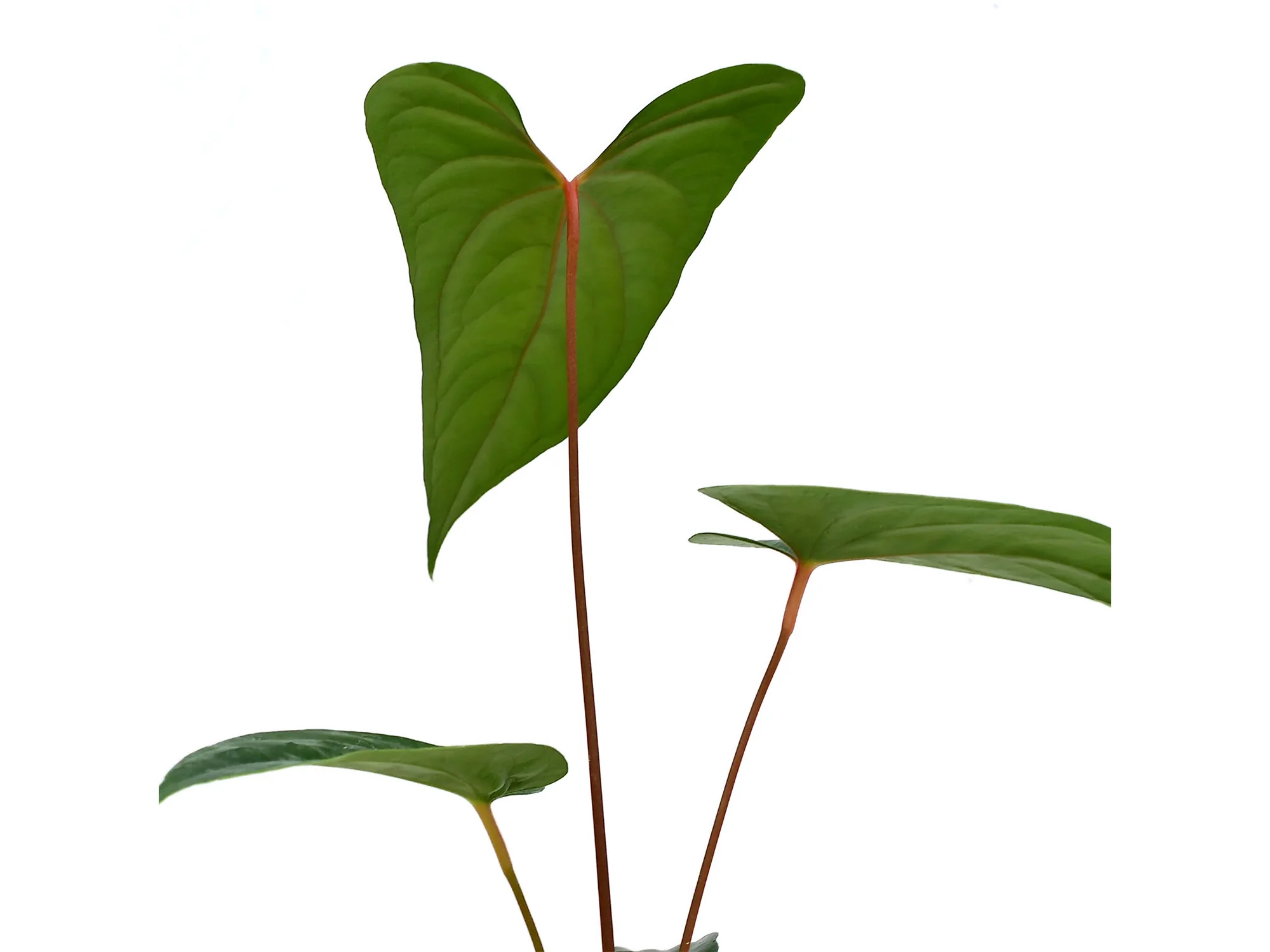 Produktbild 2