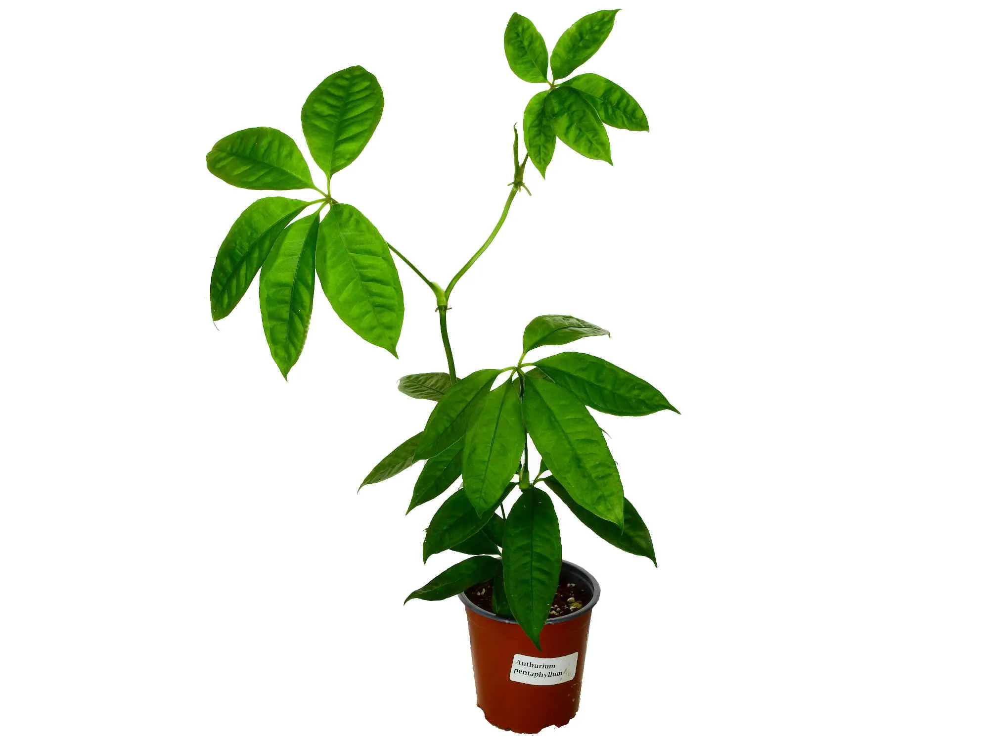Produktbild 1