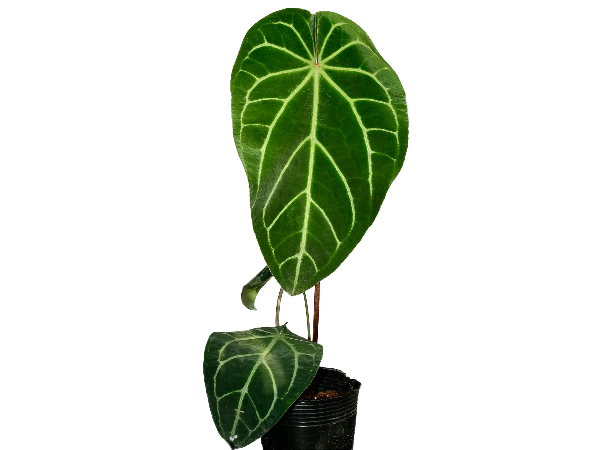 Produktbild 2