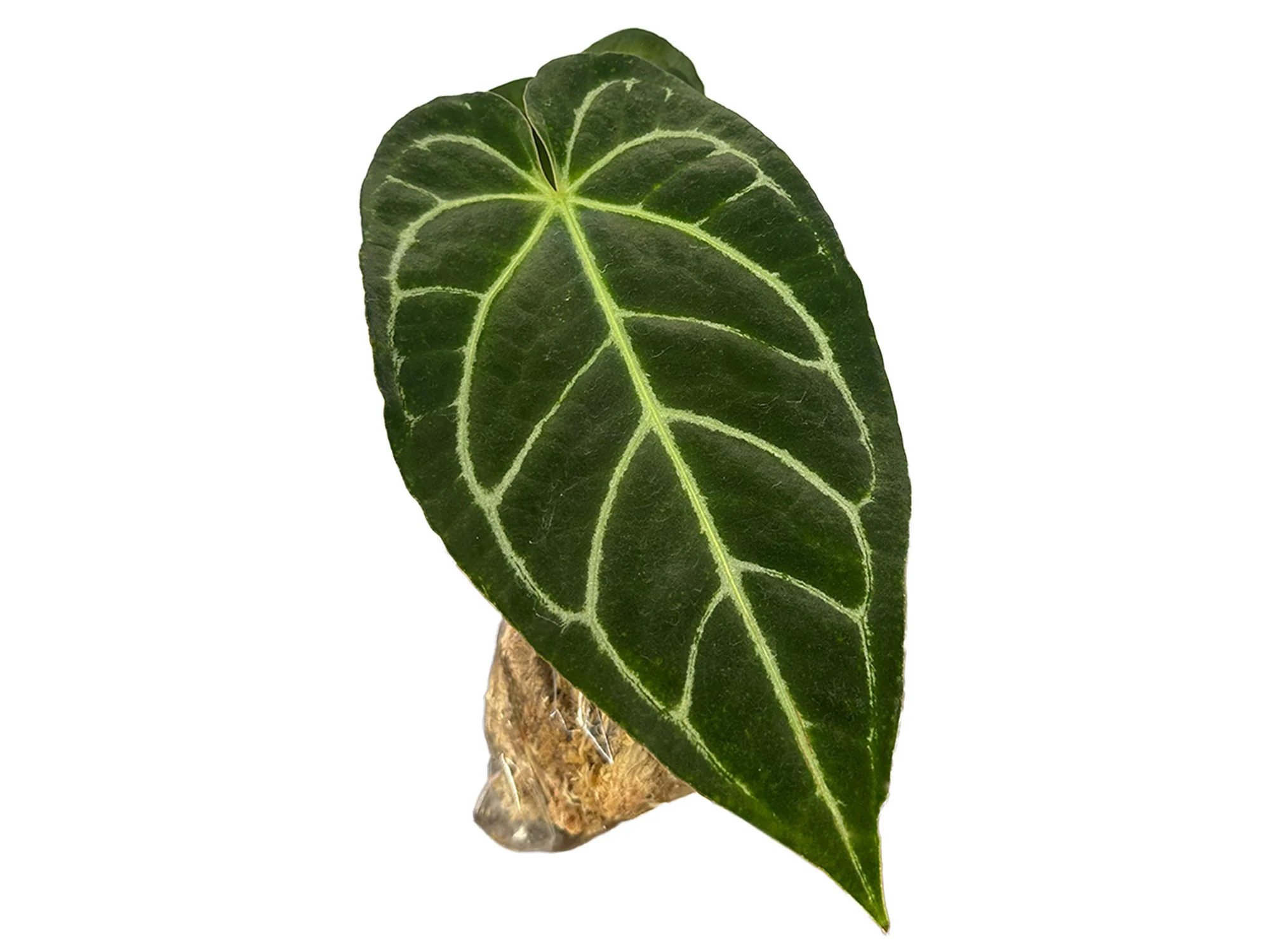 Produktbild 2