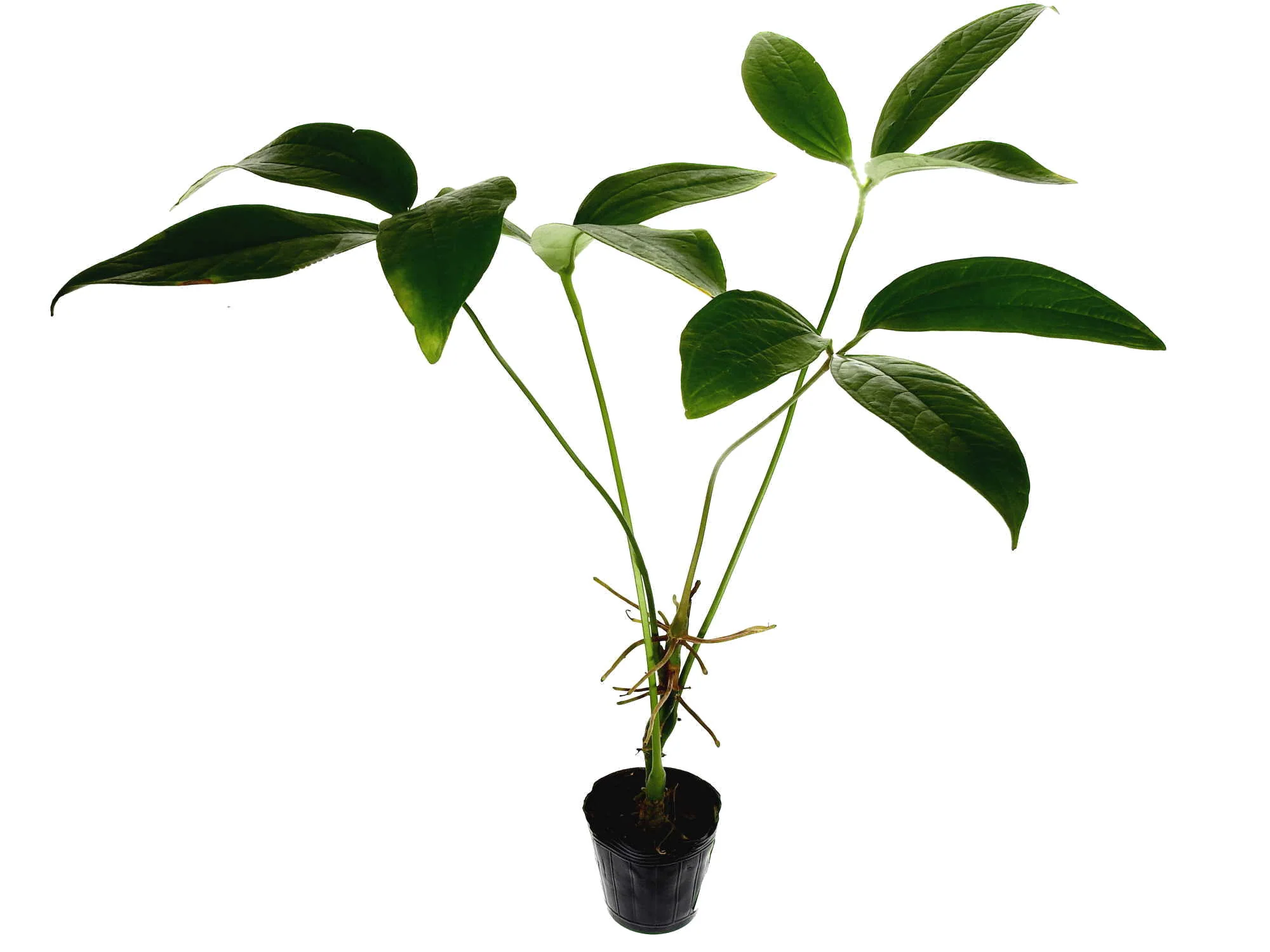 Produktbild 1