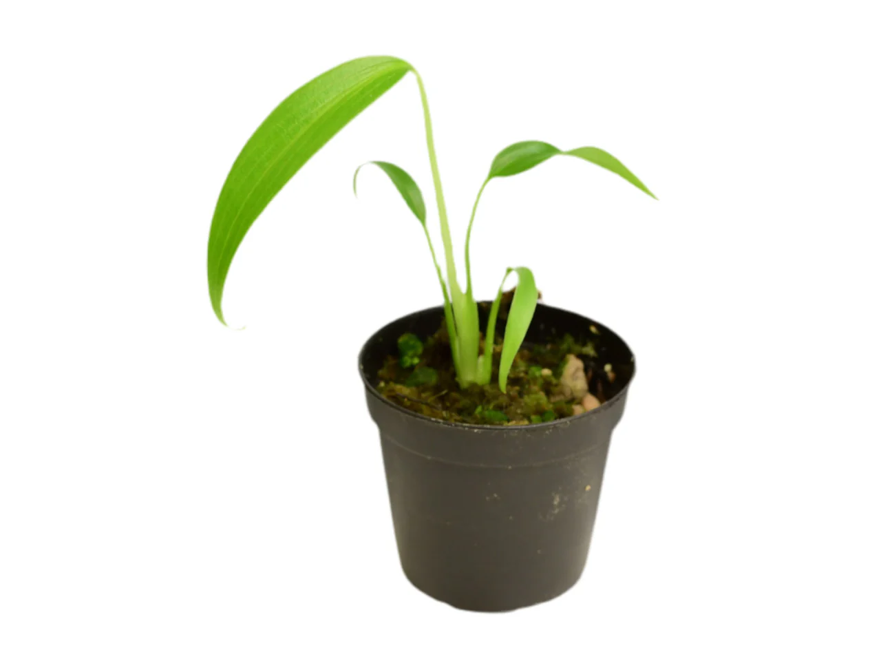 Produktbild 6