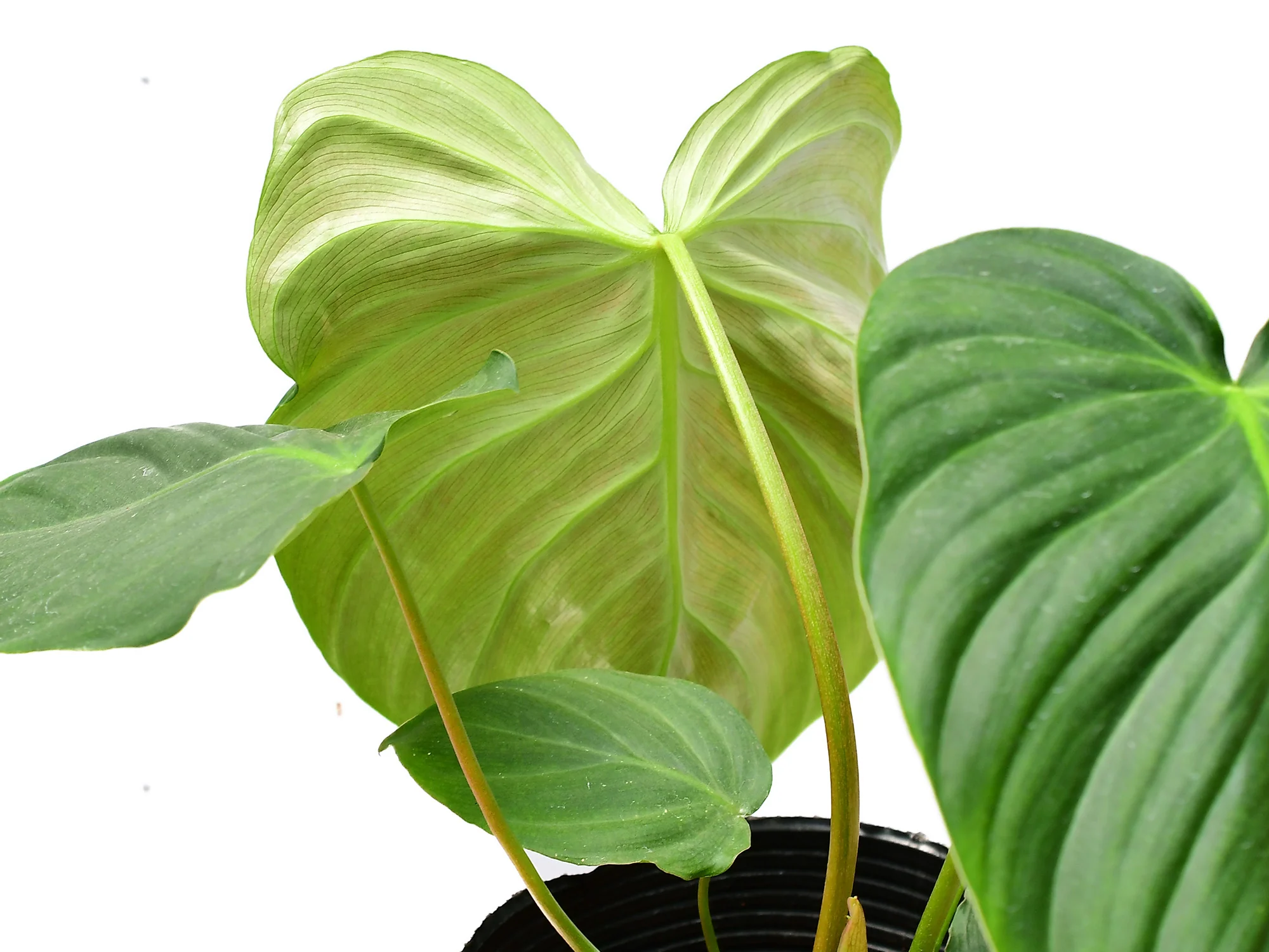 Vorschaubild 2