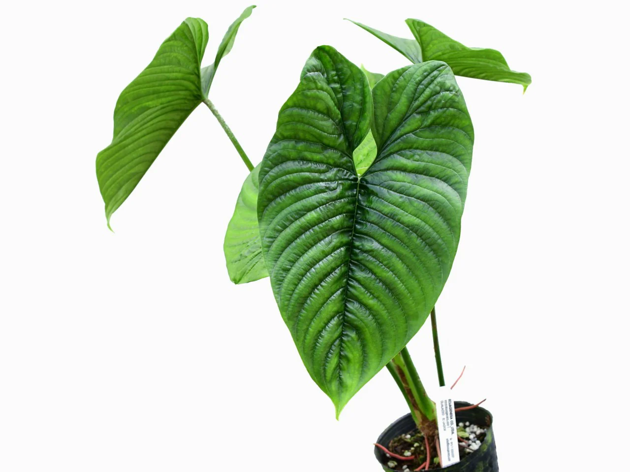 Produktbild 1