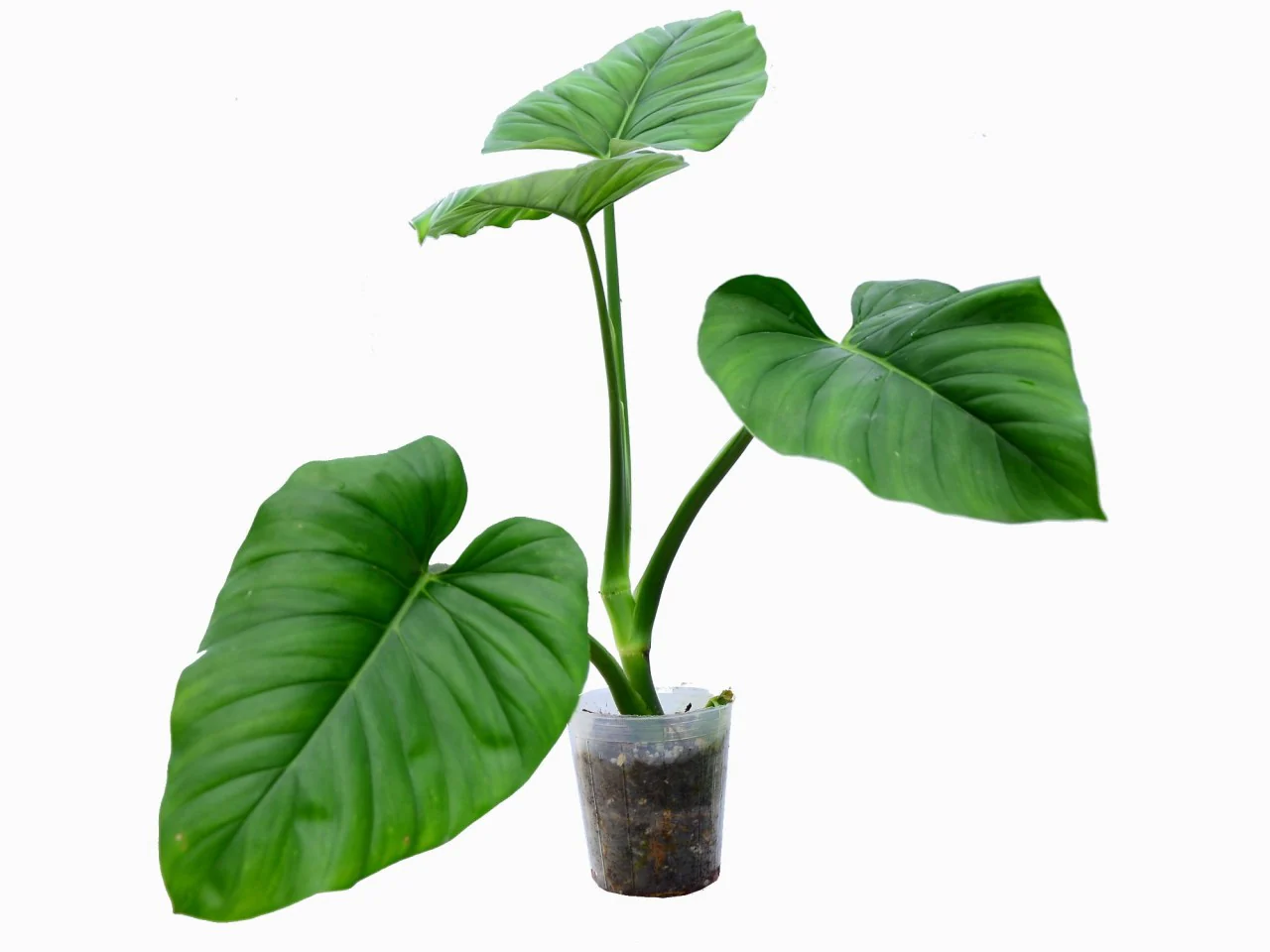 Produktbild 1