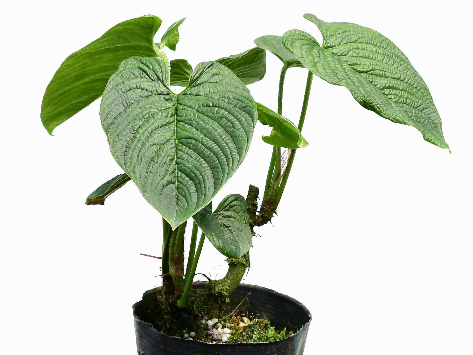 Produktbild 1
