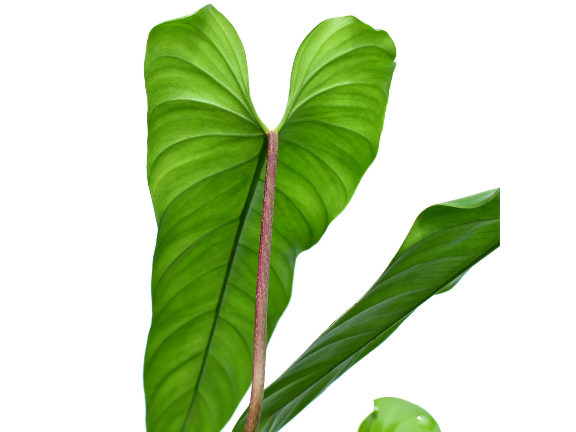 Produktbild 2