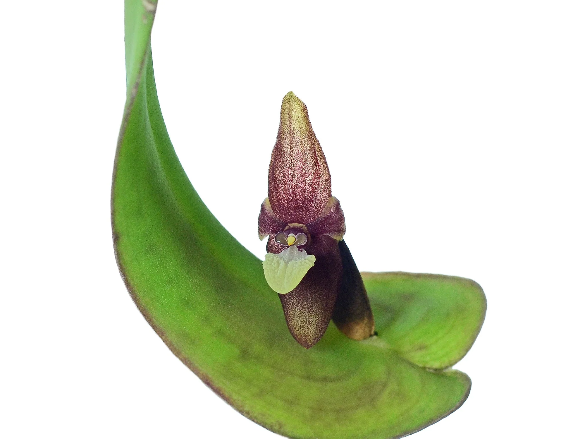 Produktbild 1