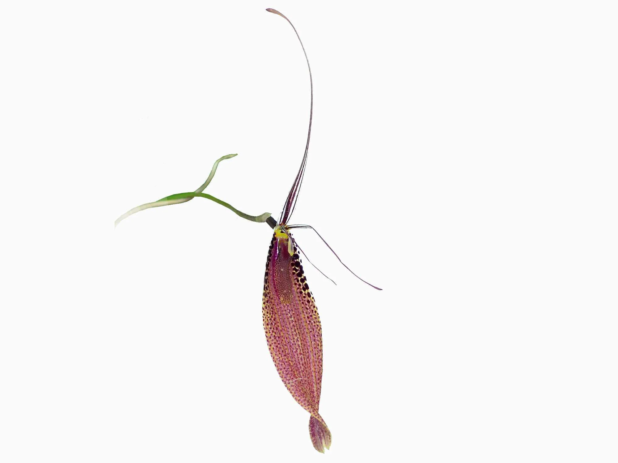 Vorschaubild 1