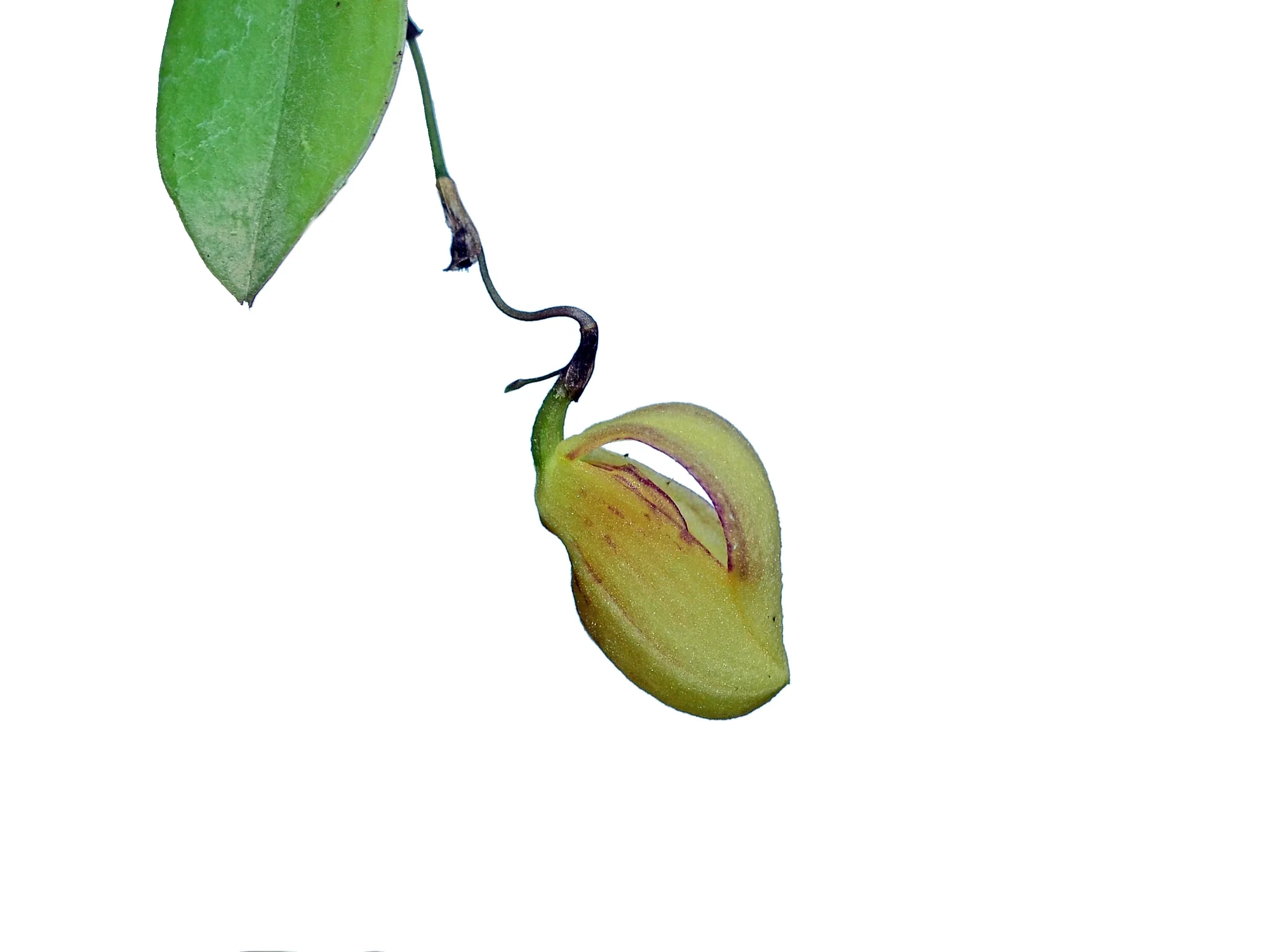 Vorschaubild 2